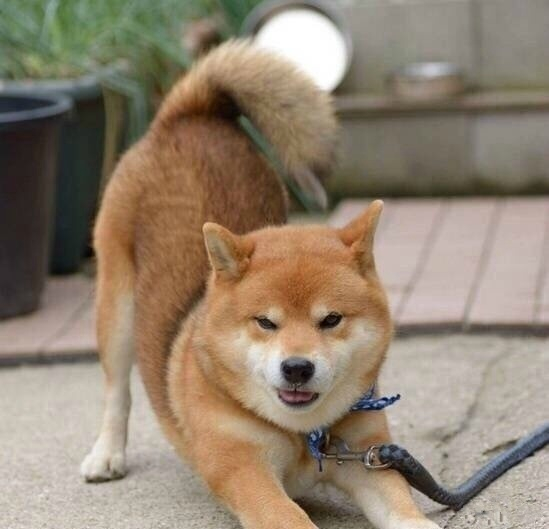 岛国一只叫ryuji的柴犬,总爱露出霸道总裁式的邪魅狂