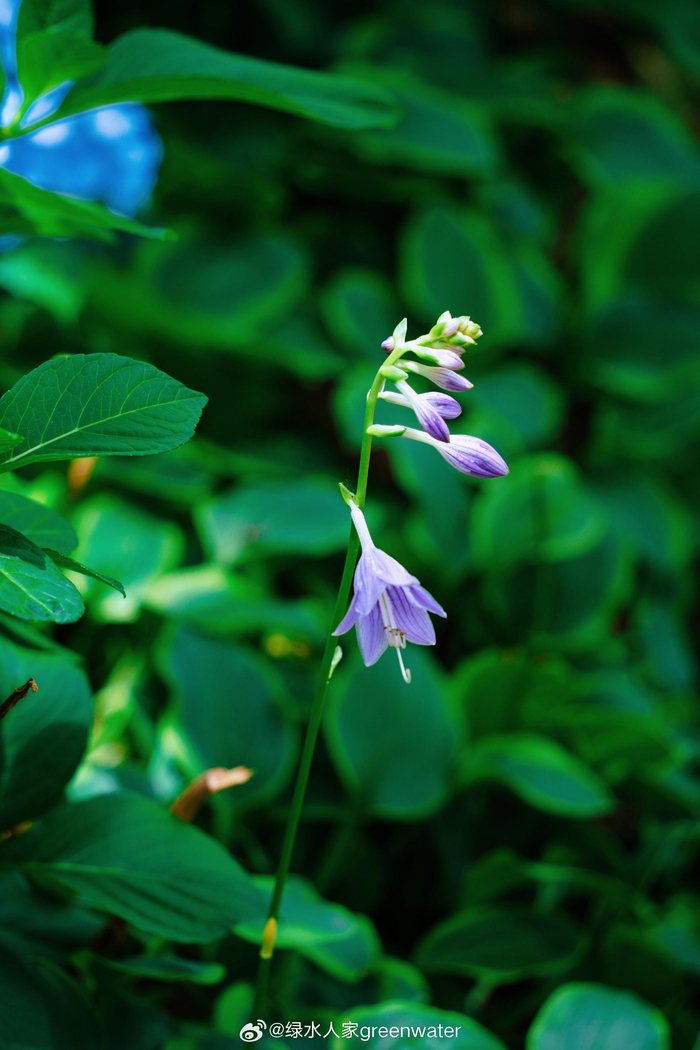 2/ 9紫玉簪花——六月的优雅之花:恬静,宽和,坚贞,高雅.