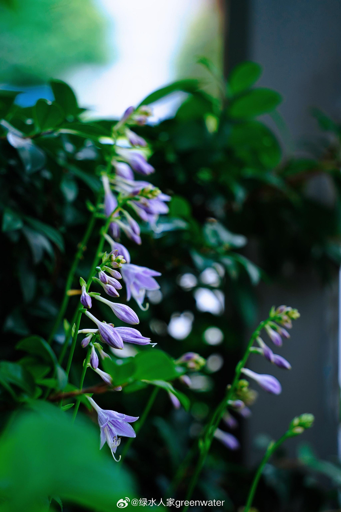 a7club  678/ 9紫玉簪花——六月的优雅之花:恬静,宽和,坚贞,高雅.