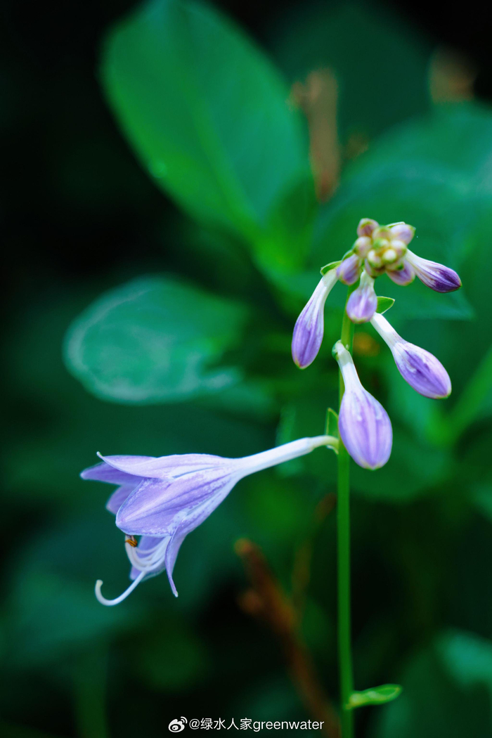 a7club  672/ 9紫玉簪花——六月的优雅之花:恬静,宽和,坚贞,高雅.