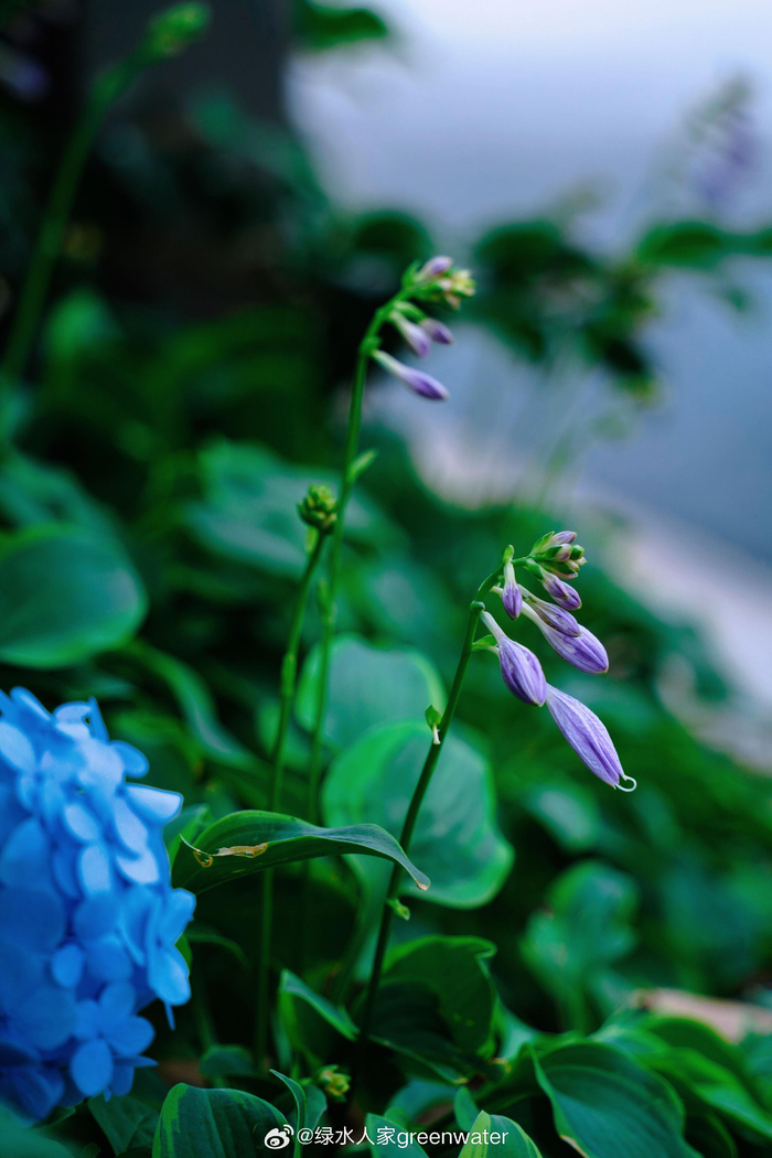紫玉簪花——六月的优雅之花:恬静,宽和,坚贞,高雅