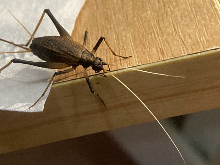 运气不错大降温天居然捡到一只帅气的母铃虫