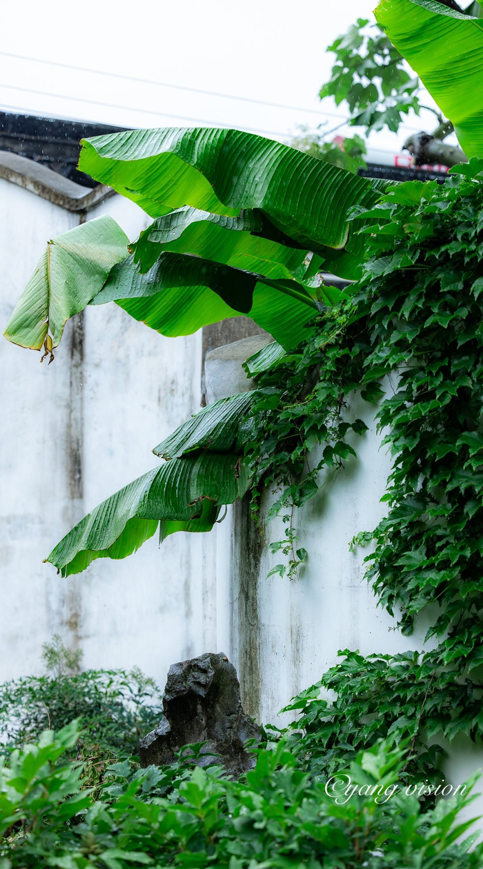 苏州园林,雨打芭蕉闲听雨
