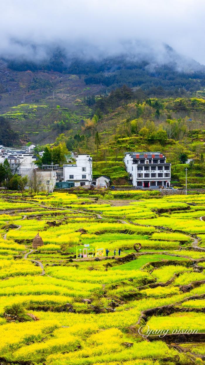 家鹏乡,云雾梯田油菜花