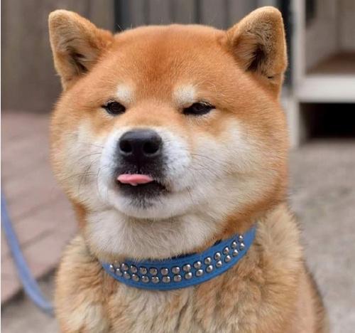 柴犬ryujiの脸部按摩时刻看它一脸享受的样子