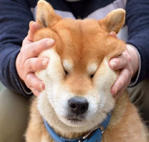 柴犬ryujiの脸部按摩时刻看它一脸享受的样子