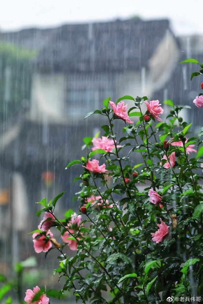 雨季图片伤感江南图片