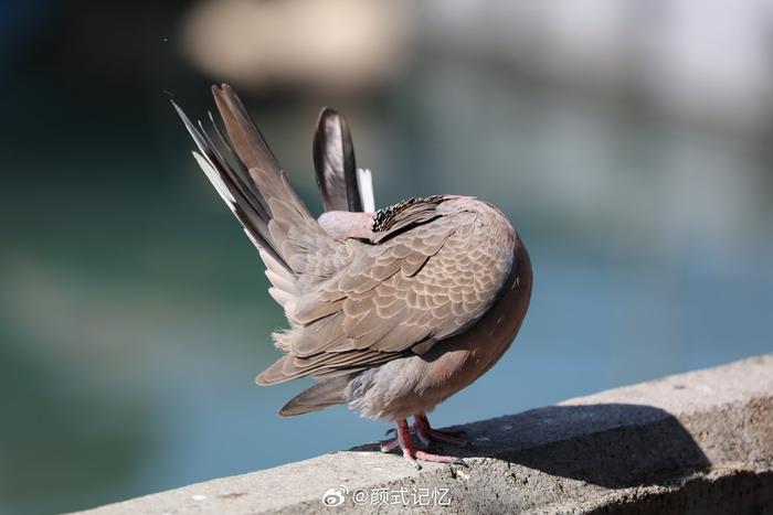 野鴿子一一珠頸斑鳩旅遊香港長洲島海邊追鳥拍攝