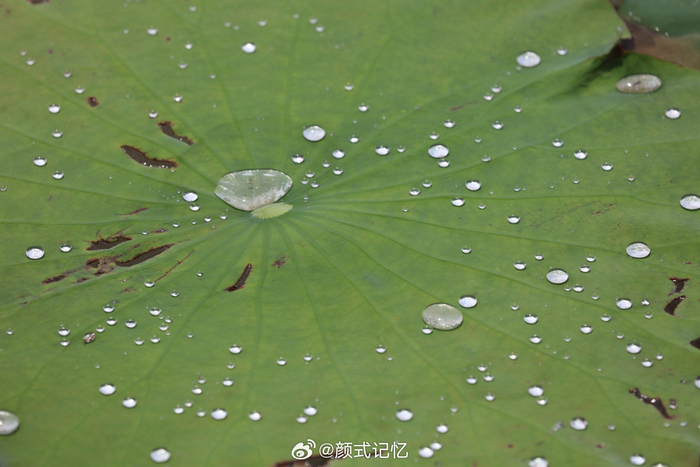 夏 雨 荷一一夏日荷塘拾趣,郊游,梅江生态园荷塘观赏,拍摄