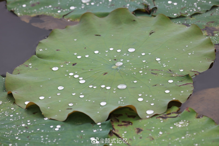 夏 雨 荷一一夏日荷塘拾趣,郊游,梅江生态园荷塘观赏,拍摄