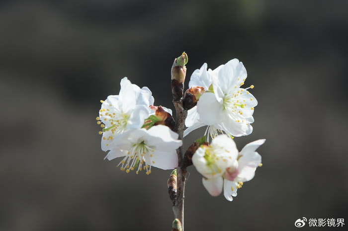湖北襄阳:白色的樱桃花竞相开放……|白色|花瓣|樱桃花_新浪新闻