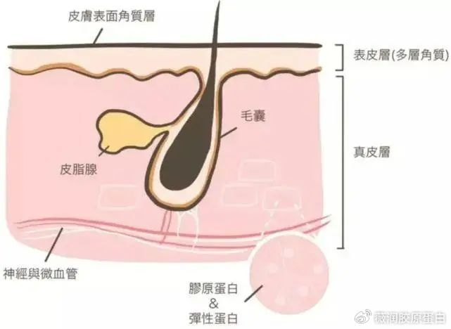 皮脂膜受损后果 皮脂膜修复方法