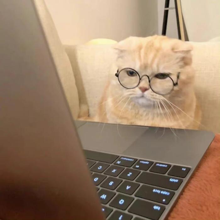 猫咪看电脑头像图片