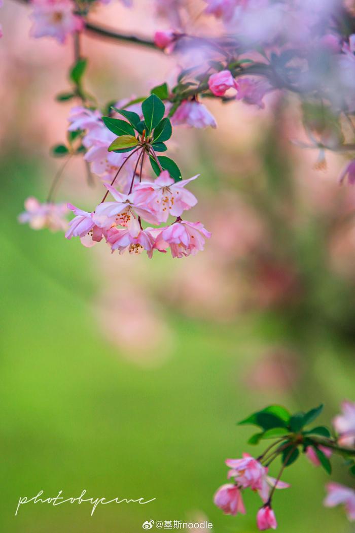 春和景明 海棠盛开的季节 ps:拍摄于镇江湖马@水韵江苏 @一舟之旅