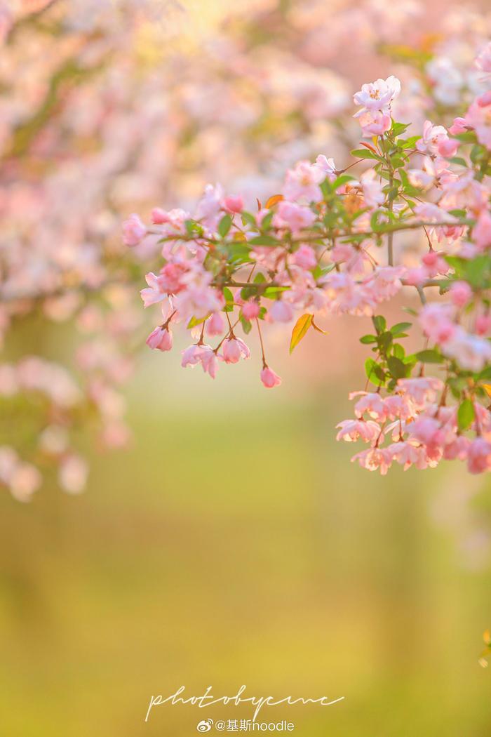 春和景明 海棠盛开的季节 ps:拍摄于镇江湖马@水韵江苏 @一舟之旅