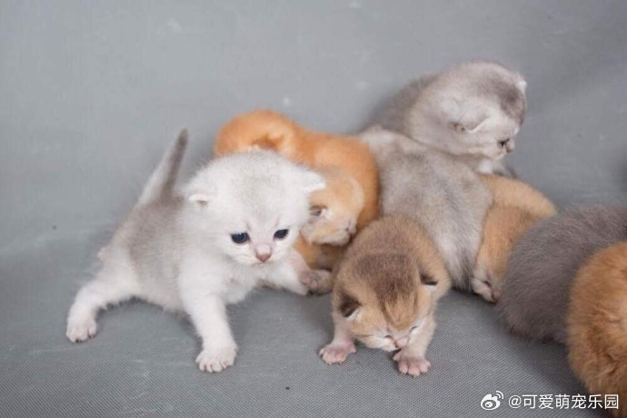 不同颜色的小奶猫,给你不一样的感觉!