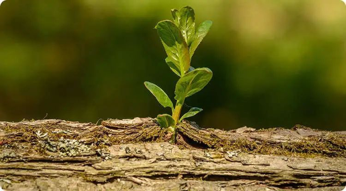 枯木抽芽:生机再现在传统文化中,鸟儿被视为有灵气的动物,能够感知
