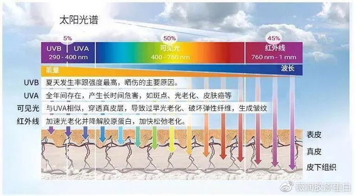 认识皮肤光老化，重组Ⅲ型人源化胶原蛋白促进Ⅲ型胶原蛋白再生
