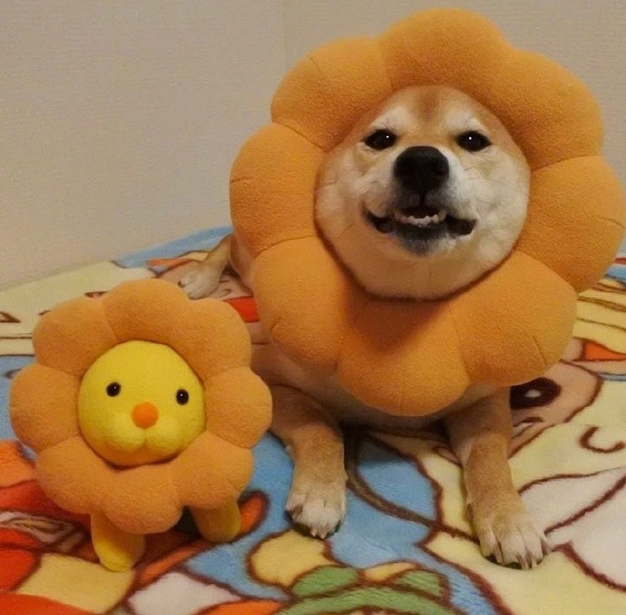 一枚可爱的柴犬