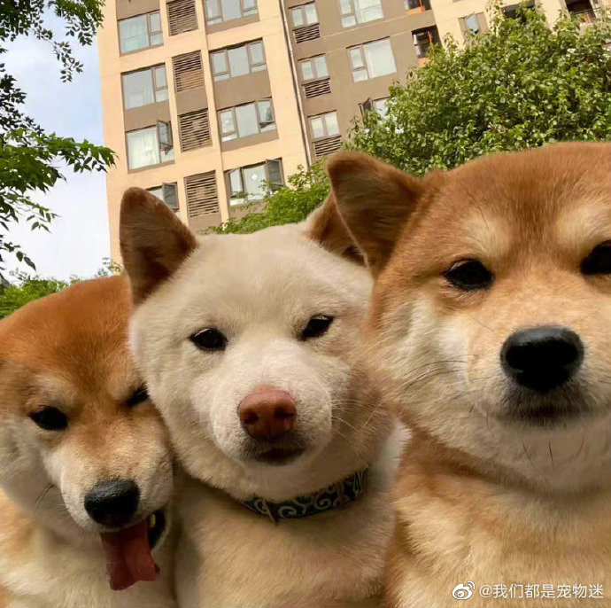三只狗的友情太拥挤!