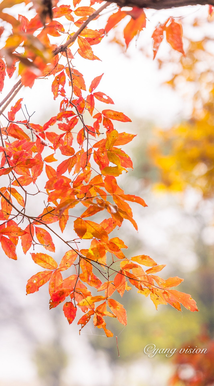 霜叶红，更识秋