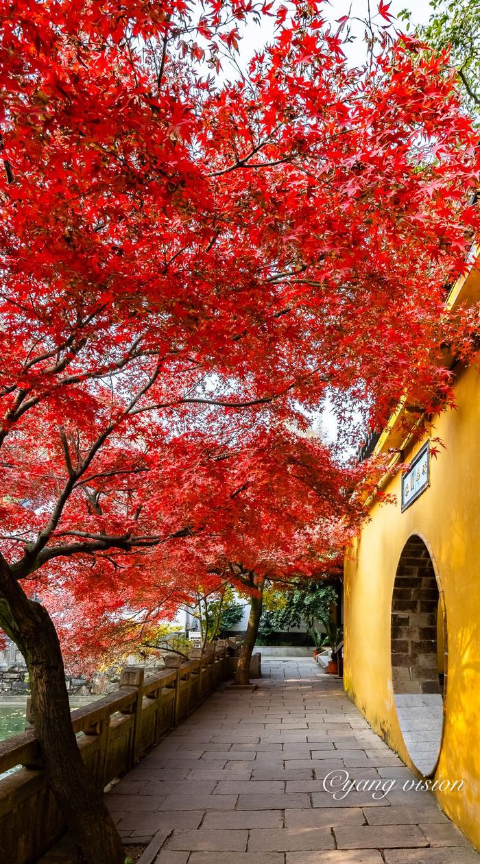 兴福禅寺枫叶红