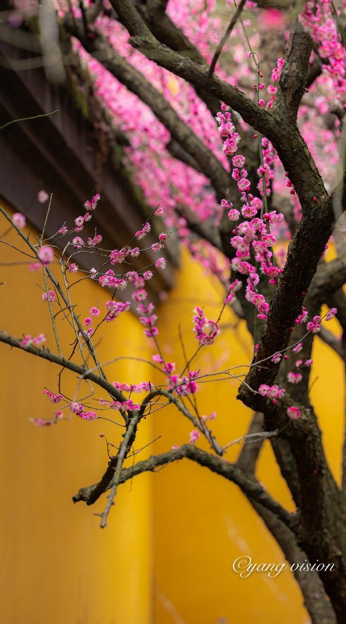 红梅花开照片图片