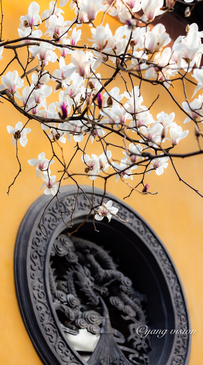古建繁花，灵隐寺玉兰花开