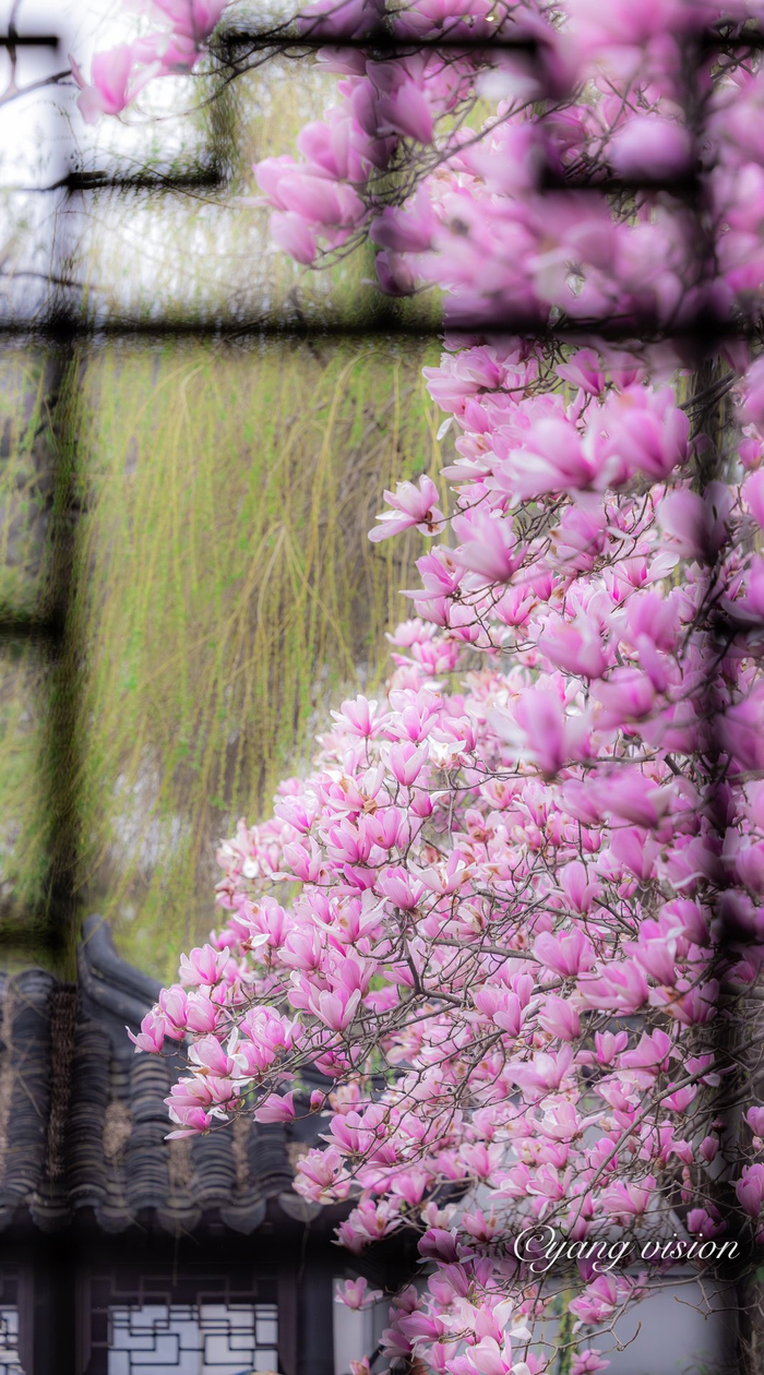 静思书院粉紫色的春天