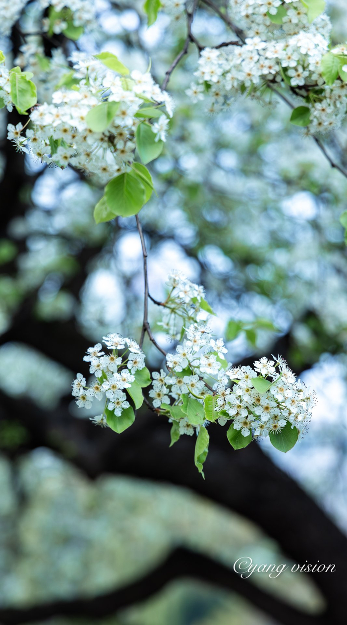 678/ 9上海,古城公园,绿白小花的棠梨与上海地标同框!