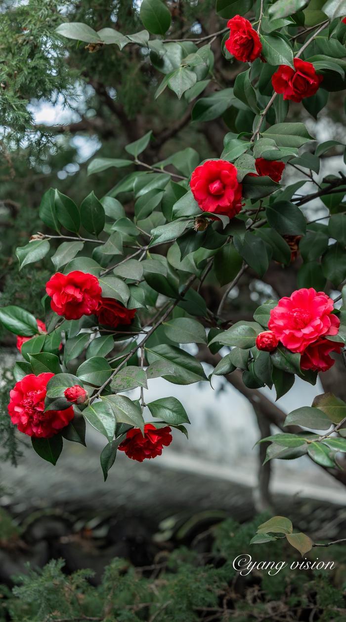 锦上茶花图片图片