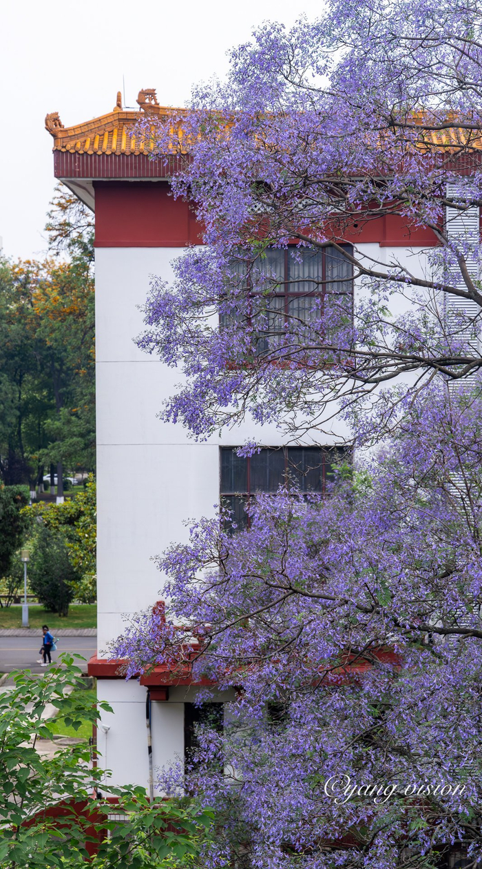 成都繁花,川大蓝花楹