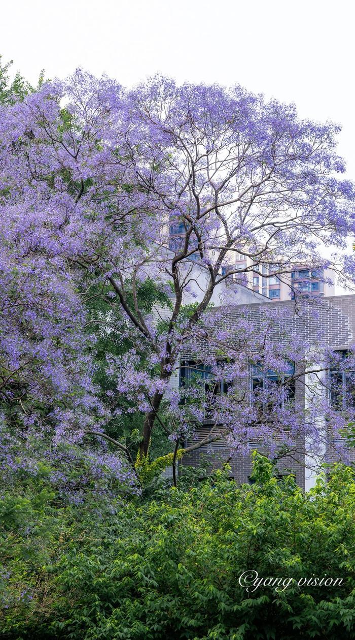 川北医学院蓝花楹照片图片