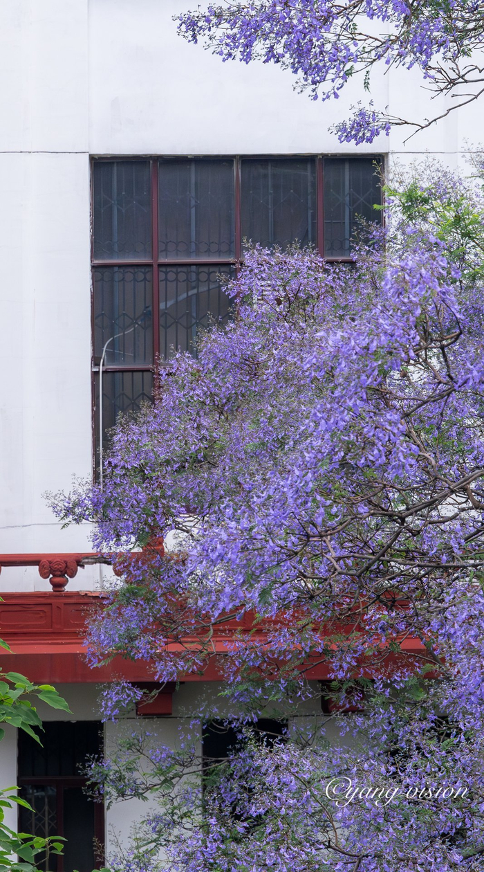 成都繁花,川大蓝花楹