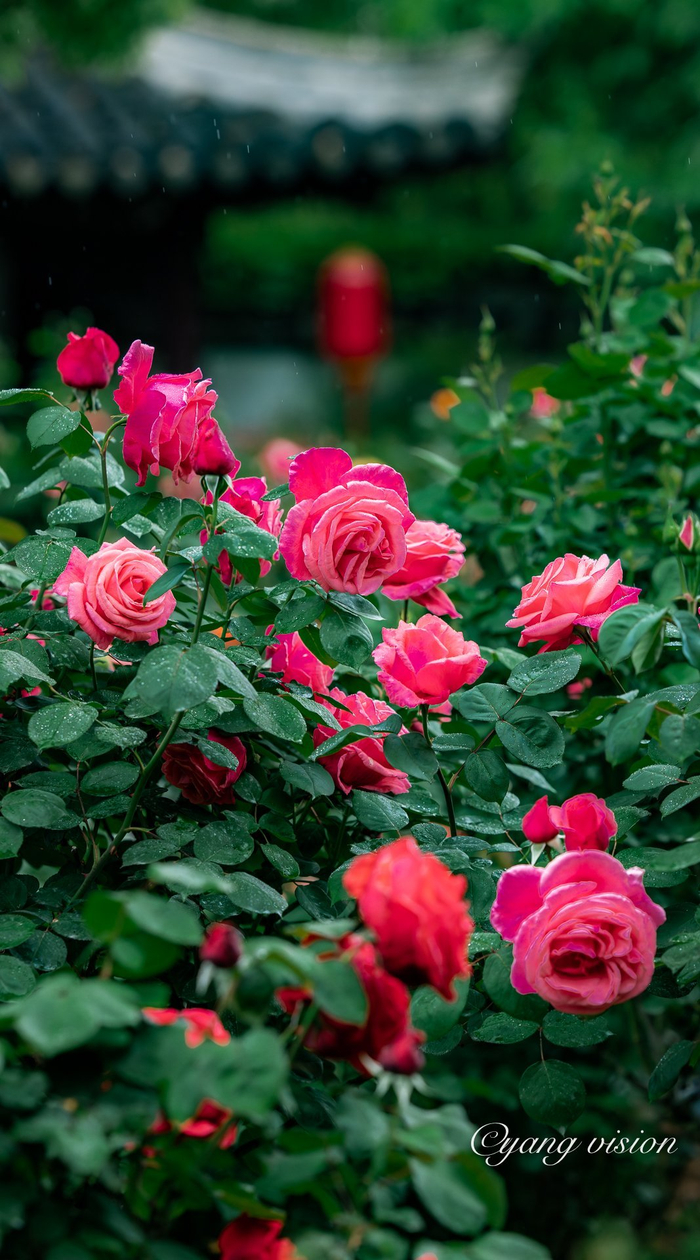 古建繁花,曾赵园月季红
