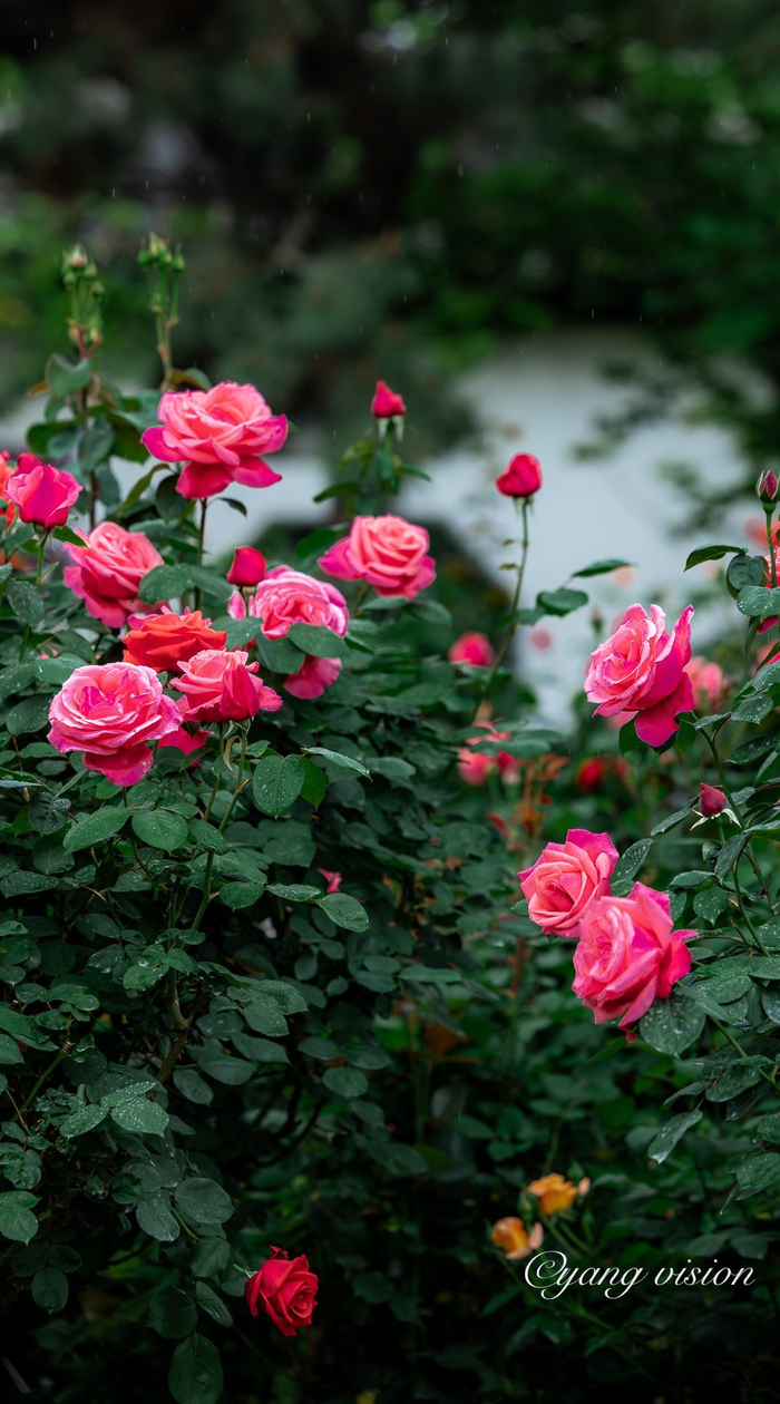 古建繁花,曾赵园月季红