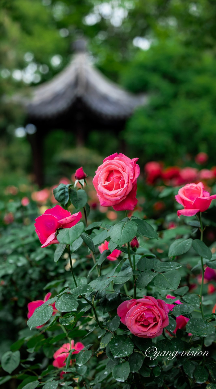古建繁花,曾赵园月季红