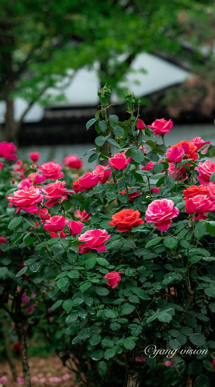 古建繁花,曾赵园月季红