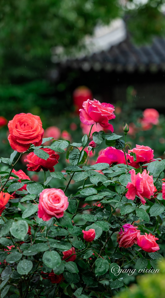 古建繁花,曾赵园月季红
