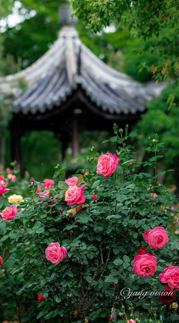 古建繁花,曾赵园月季红