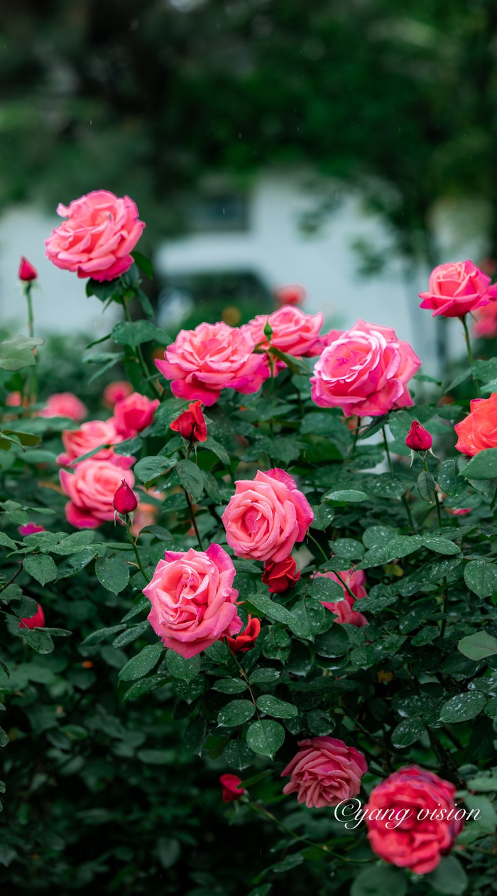 古建繁花,曾赵园月季红