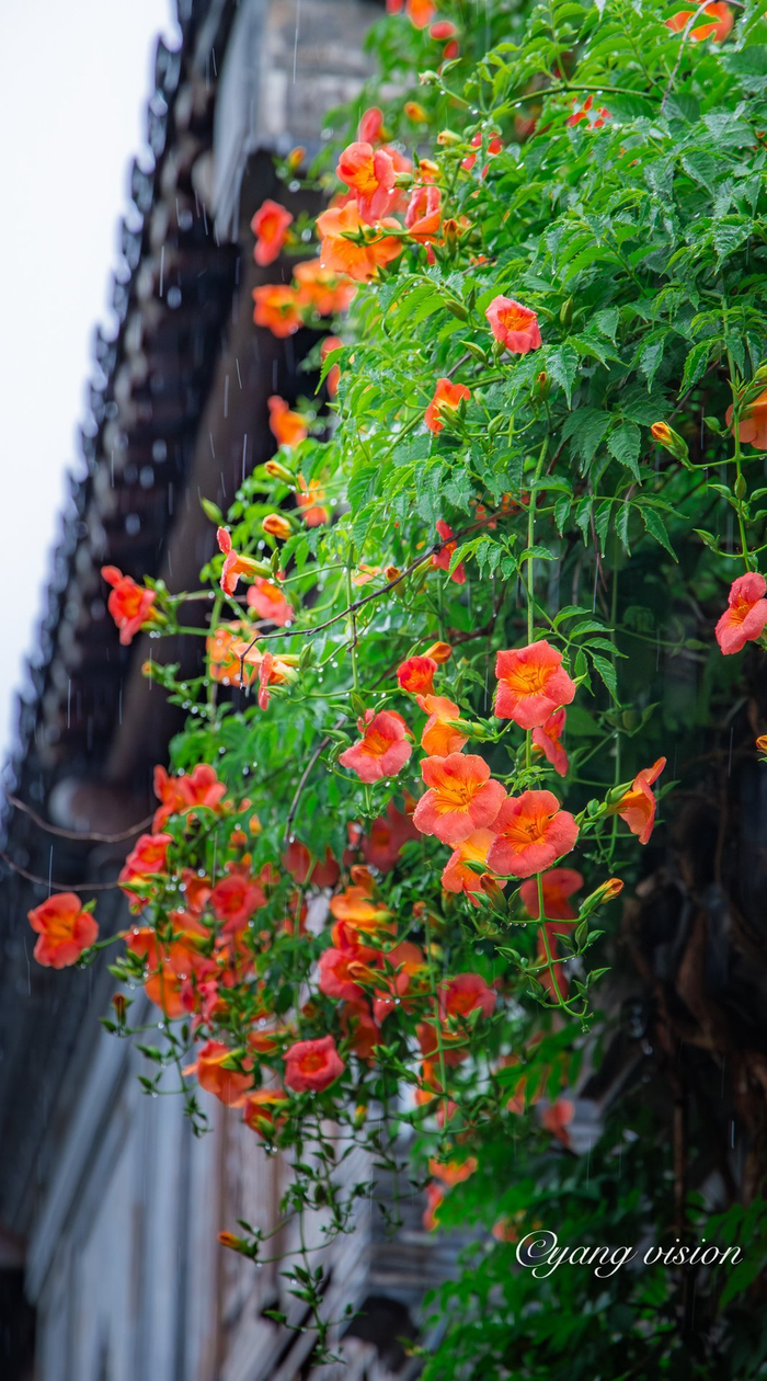 南京老门东,雨中的凌霄花