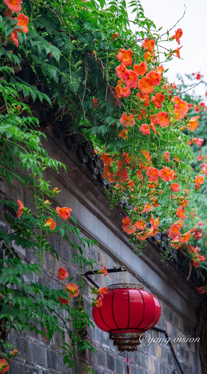 南京老门东,雨中的凌霄花