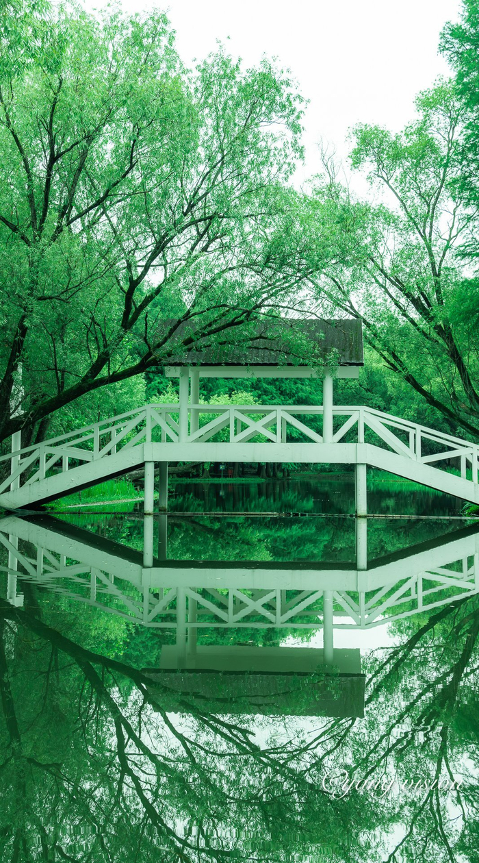 上海共青森林公园,绿树阴浓夏日长