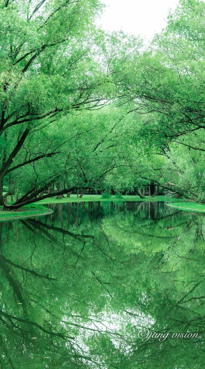 上海共青森林公园,绿树阴浓夏日长