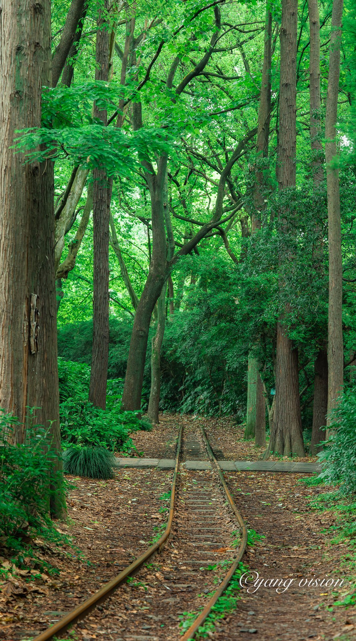 上海共青森林公园,绿树阴浓夏日长