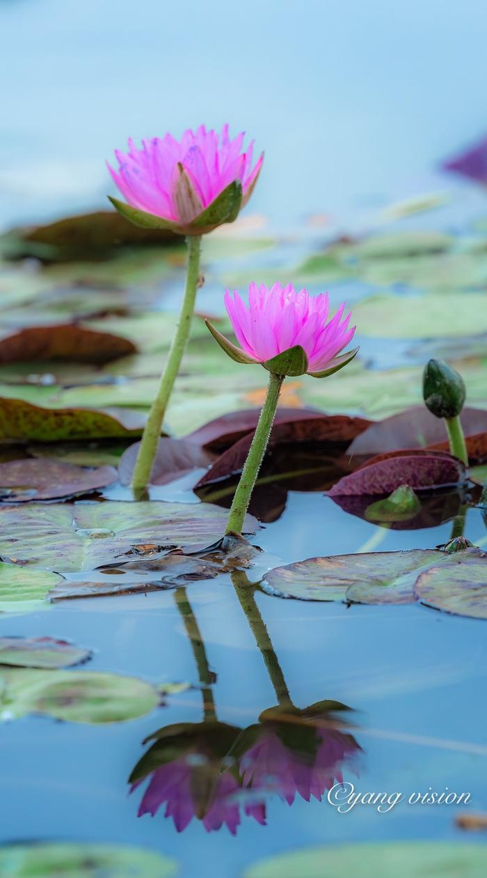 水中花林子版图片