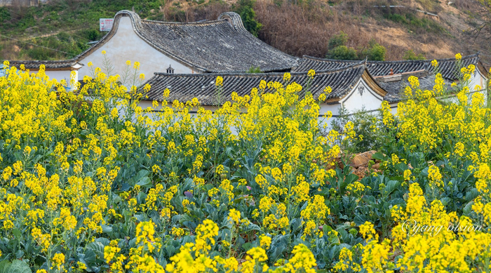 云南最大花卉种植基地