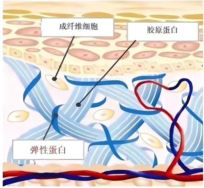 成纤维细胞模式图图片