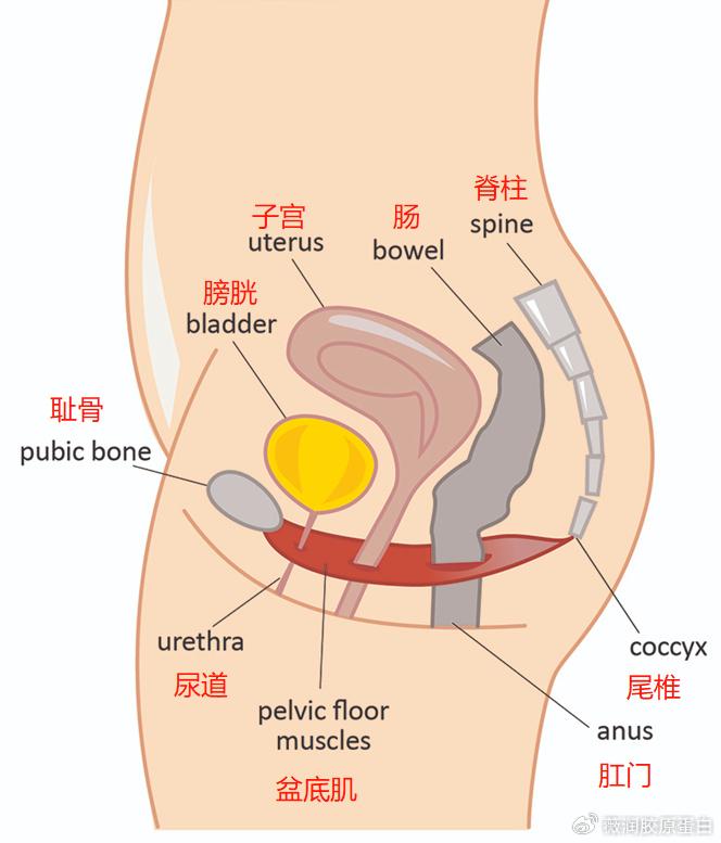 子宫韧带的作用图片